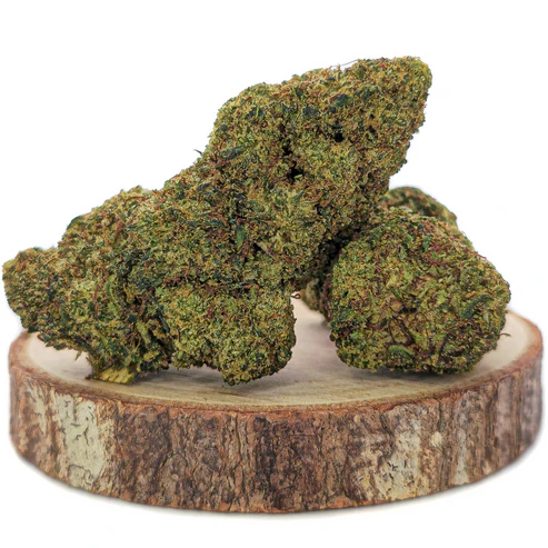 unkraut bestimmen unkraut bestimmen